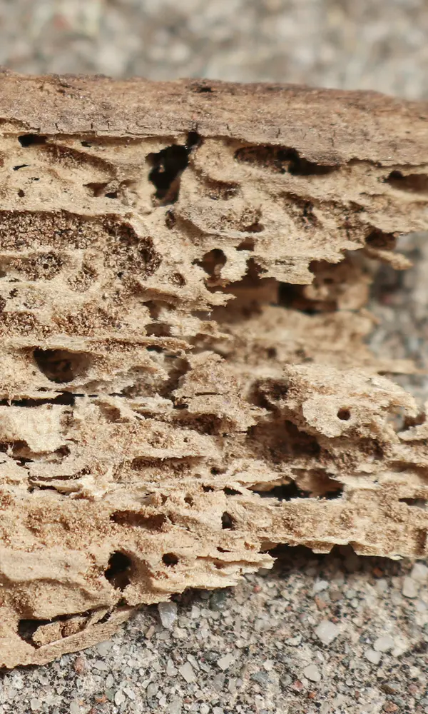 Diagnostic termite obligatoire pour un diagnostic immobilier complet